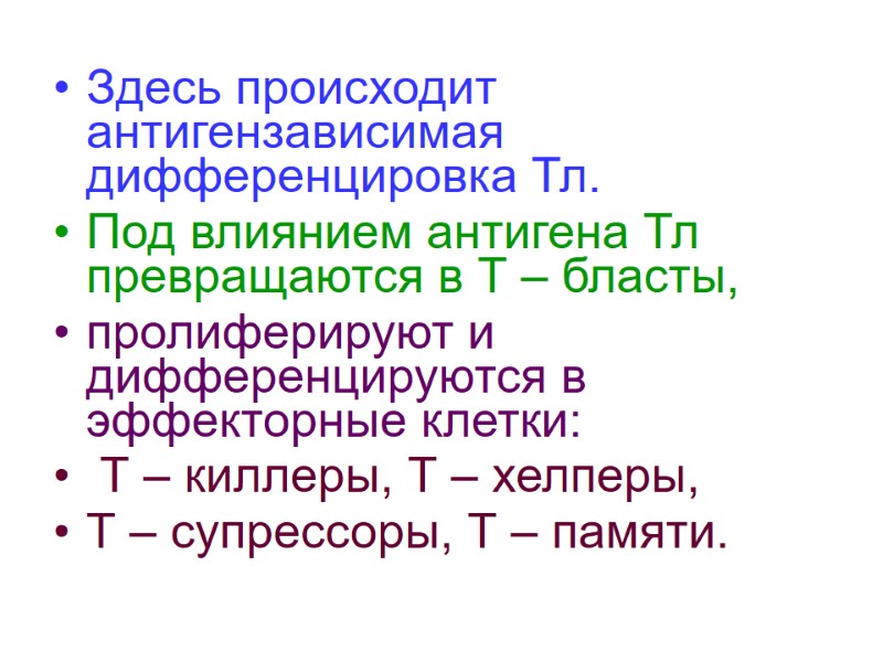 Здесь происходит  антигензависимая дифференцировка Тл. Под влиянием антигена Тл превращаются в Т –